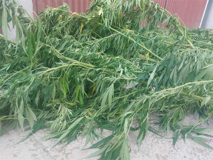 Slika /slike-vijesti/2022 godina/Brestovac-marihuana/FOTO 1.jpg